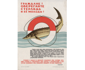 1970 год. Плакат, редкость. Рыба, рыбалка, стерлядь, браконьерство