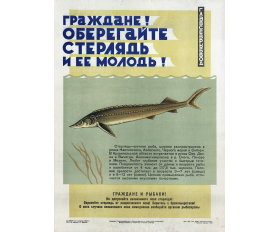 1964 год. Советский плакат. Граждане! Оберегайте стерлядь!