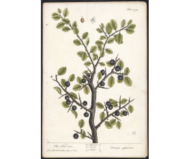 1737 год. Слива, редчайшая авторская гравюра Элизабет Блэквелл