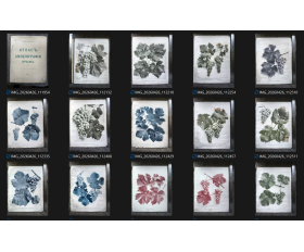 1904 год. Атлас к ампелографии Крыма, 26 фототипий, виноград